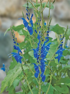 SALVIA macrophylla 